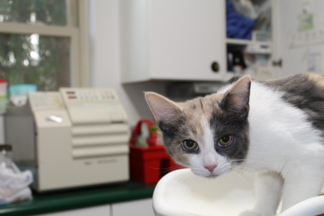 ColorPale Calico Age 4 Months Weight Pounds Why She Is Special Hannah And Her Three Litternates Were Abandoned Kittens That Hand Raised By A